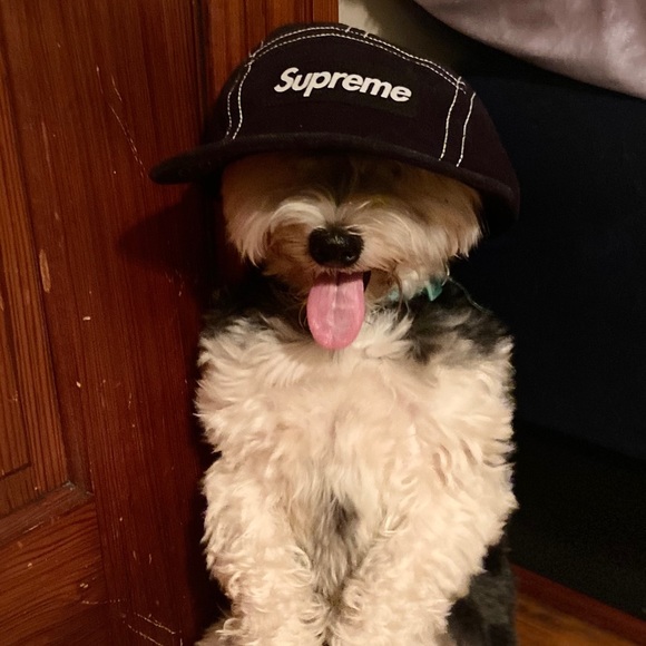 Meet your Posher, Michael - Picture 1 of 1